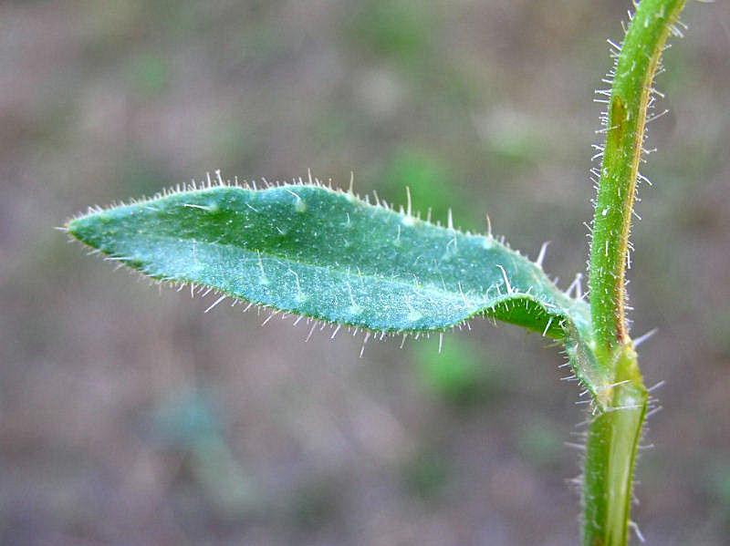 Helminthotheca echioides / Aspraggine volgare